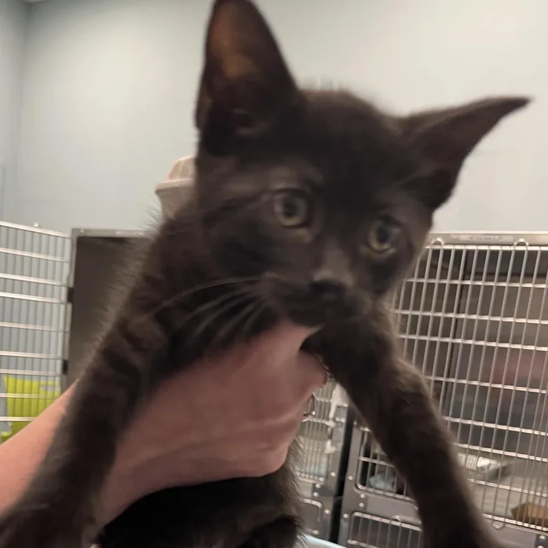A baby small-sized female Black Domestic Short Hair cat named Tap Water for adoption in Greensboro, NC