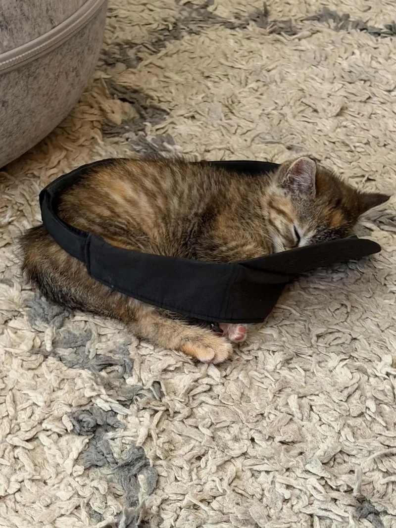 A baby small-sized female Tabby (Buff / Tan / Fawn) Domestic Short Hair cat named Dolly for adoption in Charles City, IA