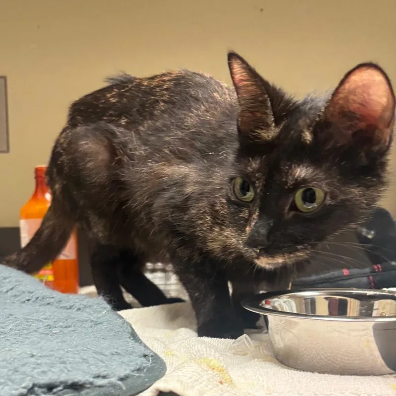 An adult medium-sized female Black Domestic Short Hair cat named Callie for adoption in Columbus, GA