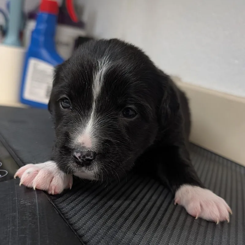 A baby small-sized female Black Mixed Breed dog named Chocolate for adoption in Ardmore, OK