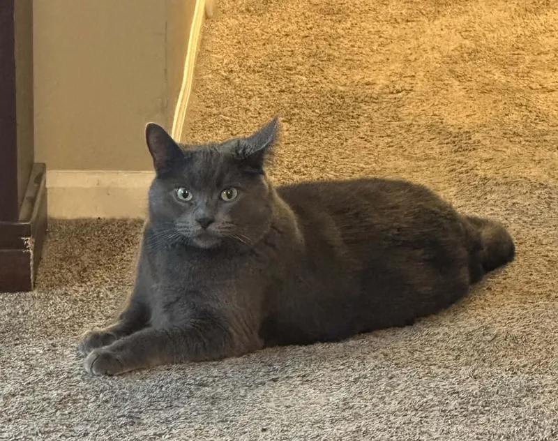 Chewy
