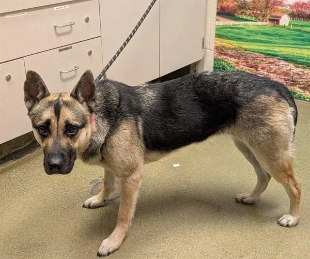 An adult large-sized female German Shepherd Dog dog named Lola for adoption in Moreno Valley, CA