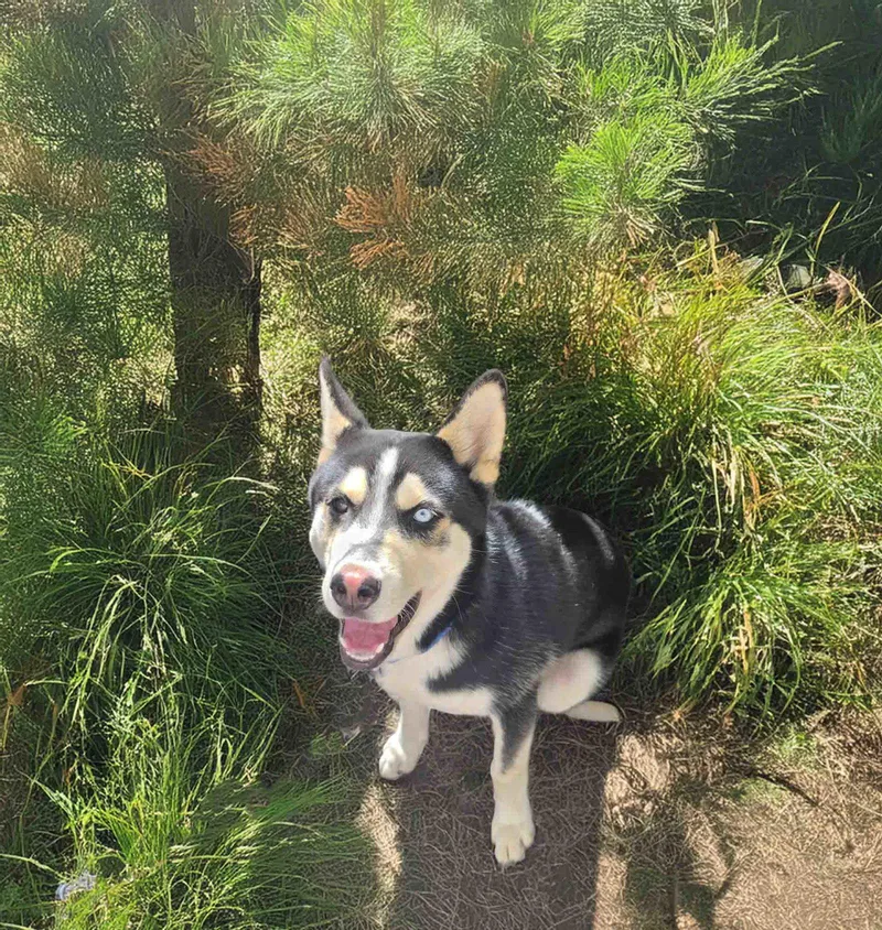 A young medium-sized male Siberian Husky dog named Baja for adoption in Walnut Creek, CA