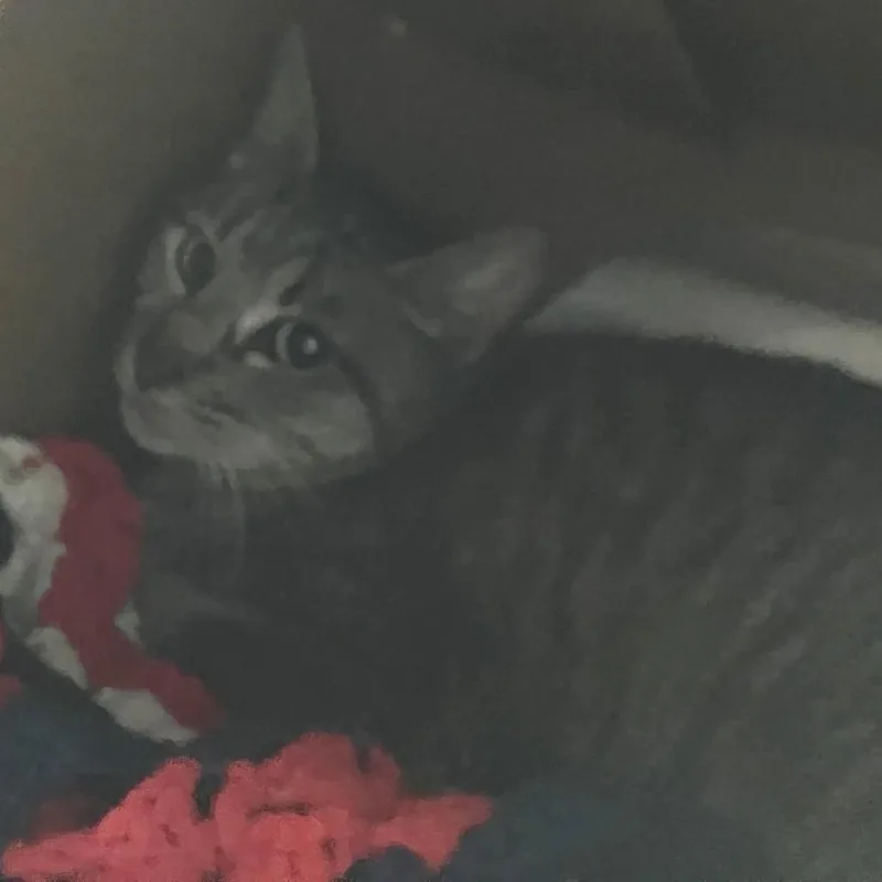 A young medium-sized female Brown / Chocolate Domestic Short Hair cat named Onionworking Cat for adoption in Idaho Falls, ID