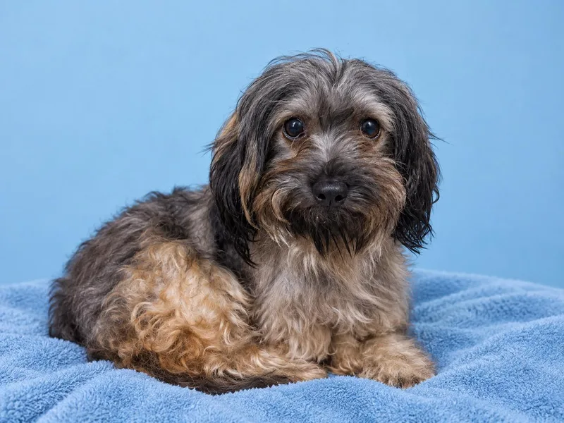An adult small-sized female Shih Tzu dog named Peincea for adoption in Waldorf, MD