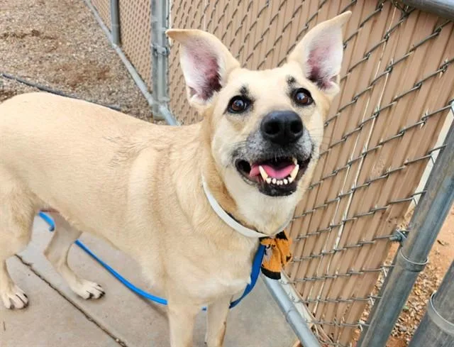 An adult large-sized female Labrador Retriever dog named Nala for adoption in Phoenix, AZ
