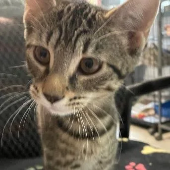 A baby medium-sized female Tabby (Brown / Chocolate) Domestic Short Hair cat named Daisy for adoption in Spencer, IN
