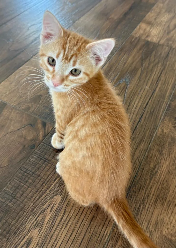 A baby medium-sized male Domestic Short Hair cat named Tex for adoption in Salt Lake City, UT