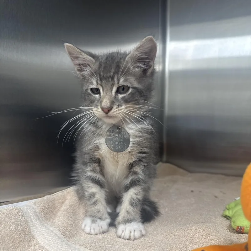 A baby small-sized male Domestic Short Hair cat named NCI Constantine for adoption in Port Washington, NY