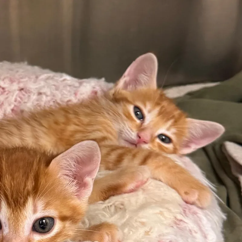 A baby small-sized male Orange / Red Domestic Short Hair cat named Dreamsicle for adoption in Lake Panasoffkee, FL