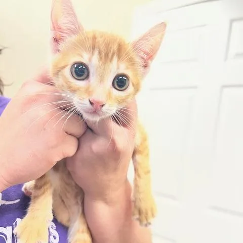Dreamsicle thumbnail 2