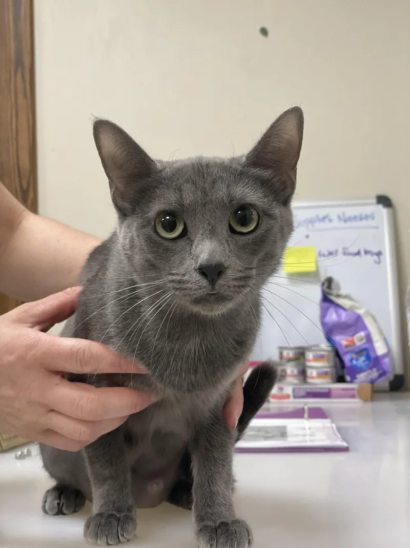 An adult medium-sized female Gray / Blue / Silver Domestic Short Hair cat named Loralei for adoption in Lancaster, PA