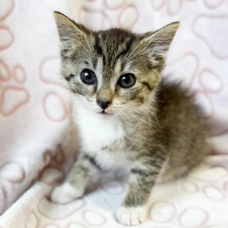 A baby small-sized male Brown / Chocolate Domestic Short Hair cat named Phillip for adoption in Mount Juliet, TN