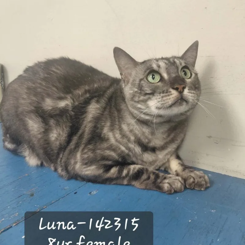A senior small-sized female Bengal cat named Luna for adoption in New Tazewell, TN