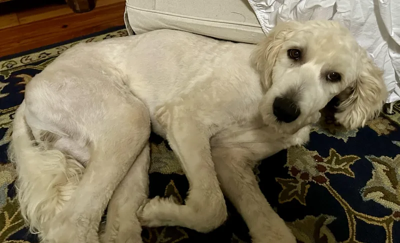 A young medium-sized male White / Cream Labradoodle dog named Moby for adoption in Okolona, MS