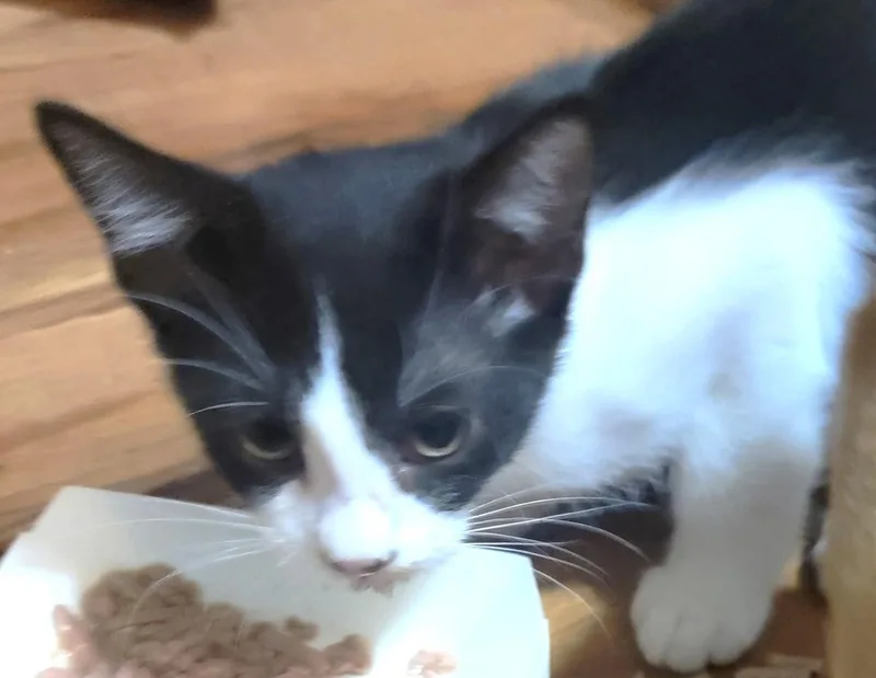 A baby small-sized male Domestic Short Hair cat named Skittles for adoption in fort worth, TX