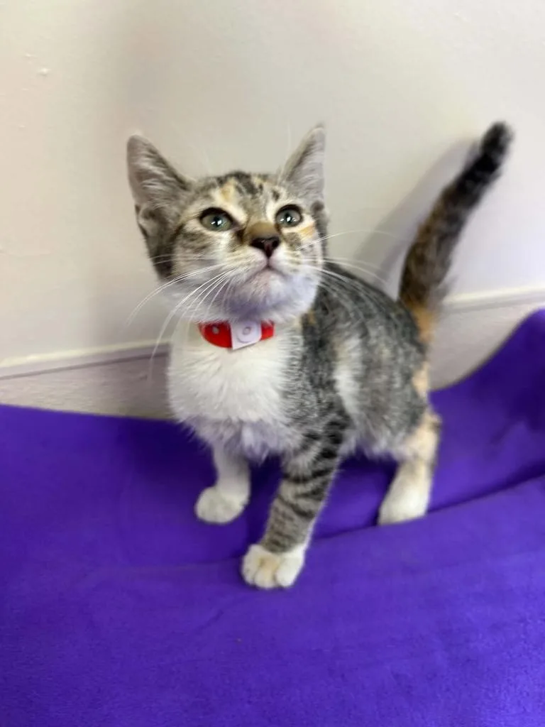 A baby small-sized female Domestic Short Hair cat named Pixie for adoption in Lavonia, GA