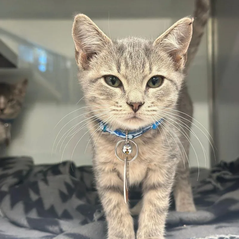 A baby small-sized male Gray / Blue / Silver Domestic Short Hair cat named NCR Cameo for adoption in Port Washington, NY