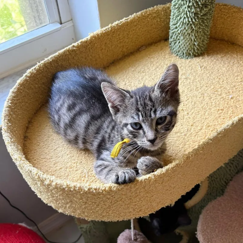 A baby medium-sized female Tabby (Brown / Chocolate) Domestic Short Hair cat named Ambrosia for adoption in Lauderhill, FL