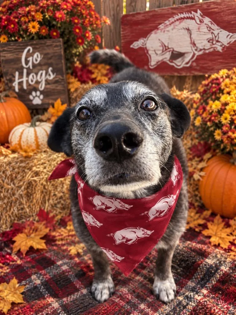 A senior large-sized female Mixed Breed dog named Sarabeth for adoption in Fayetteville, AR