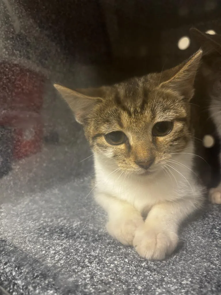 A baby small-sized male Domestic Short Hair cat named Grayson for adoption in Greenfield, IN