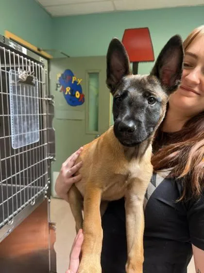 A baby small-sized male Belgian Shepherd / Malinois dog named Ares for adoption in Oakland, CA