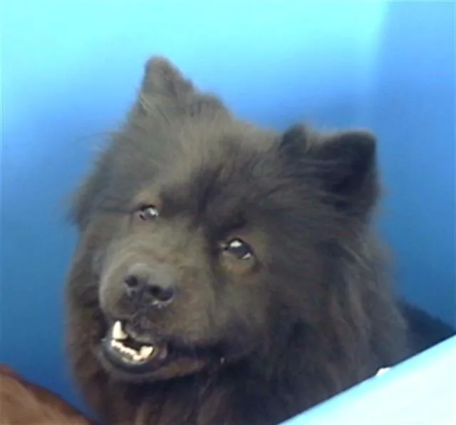 A young medium-sized female Chow Chow dog named Lovely for adoption in Dallas, TX