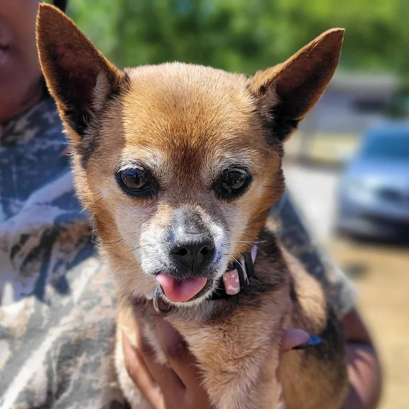 A senior small-sized female Brown / Chocolate Chihuahua dog named Coco for adoption in Orangeburg, SC