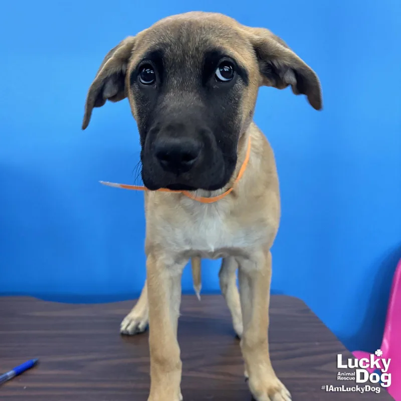 A baby large-sized female Labrador Retriever dog named Serena for adoption in Washington, DC