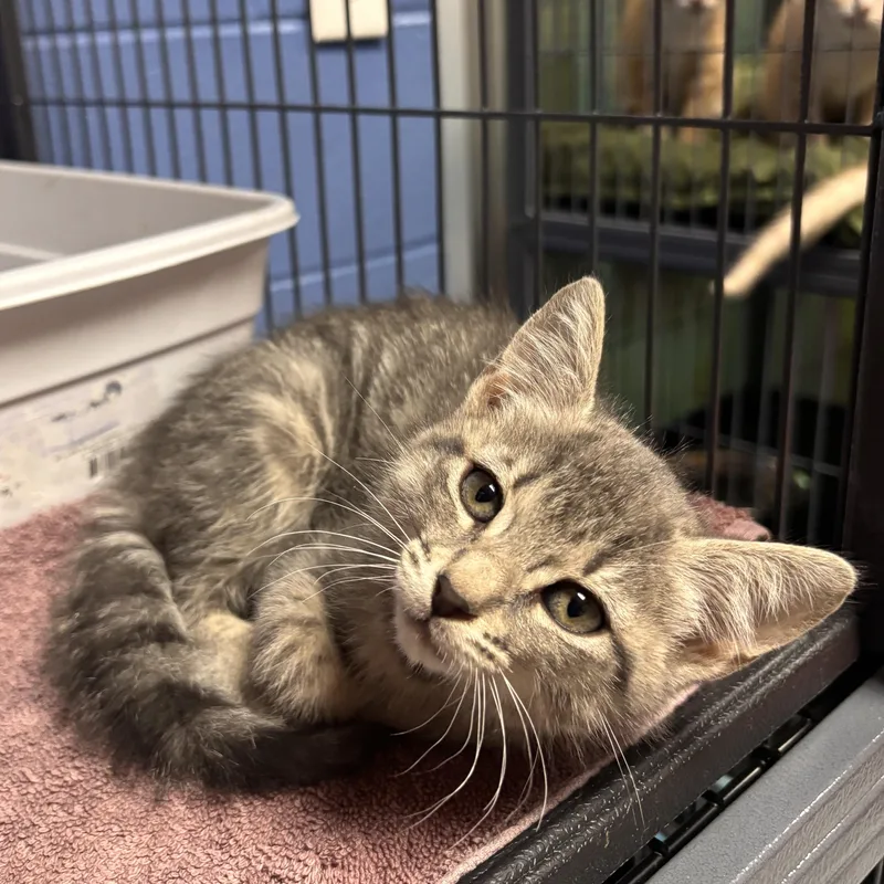 A baby medium-sized female Tabby (Gray / Blue / Silver) Domestic Short Hair cat named Sharpay for adoption in Charleston, SC