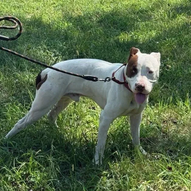A young medium-sized male White / Cream Pit Bull Terrier dog named Manwich for adoption in East Saint Louis, IL