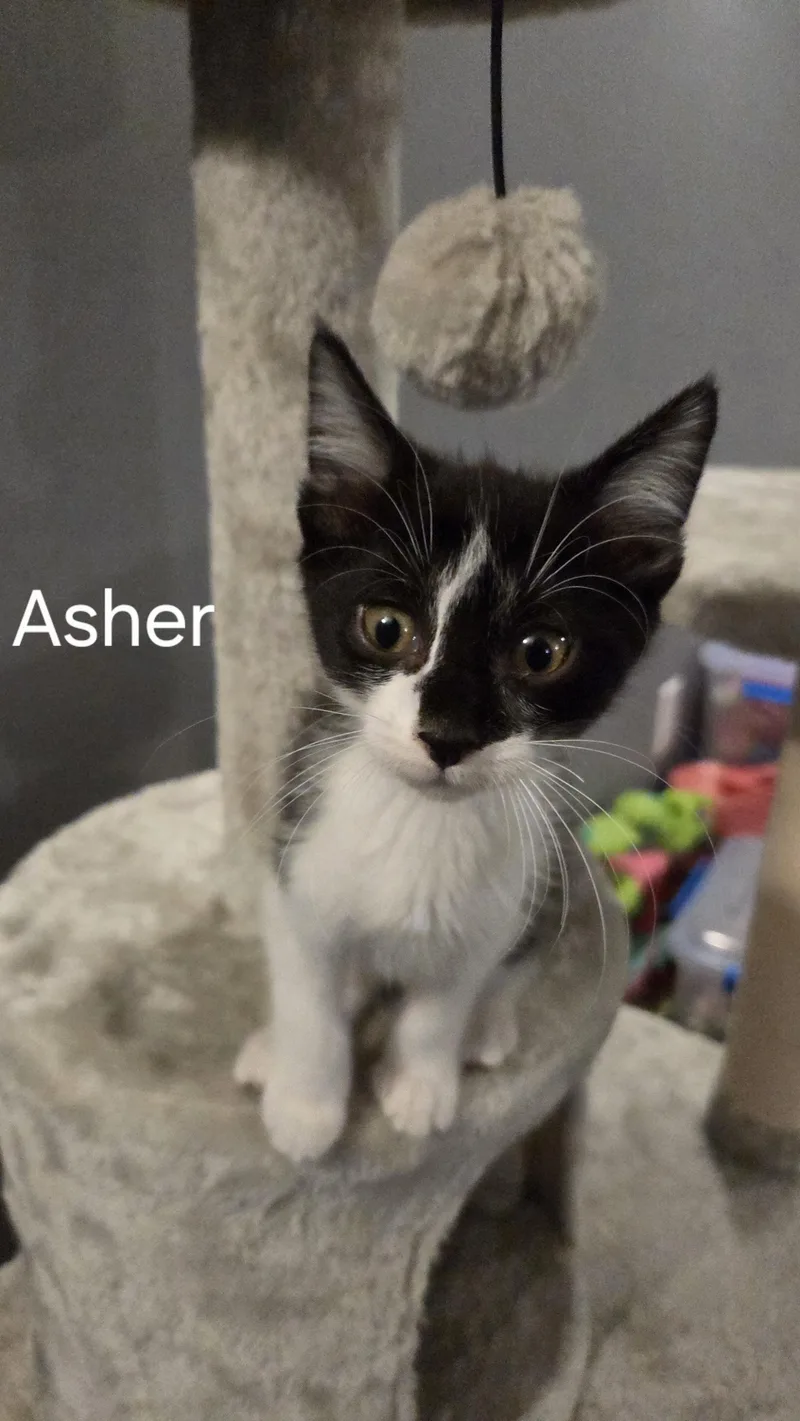 A baby small-sized male Black & White / Tuxedo Domestic Short Hair cat named Asher for adoption in Richland, MI