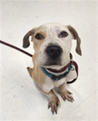 A young small-sized male Pit Bull Terrier dog named Pickle for adoption in Corpus Christi, TX