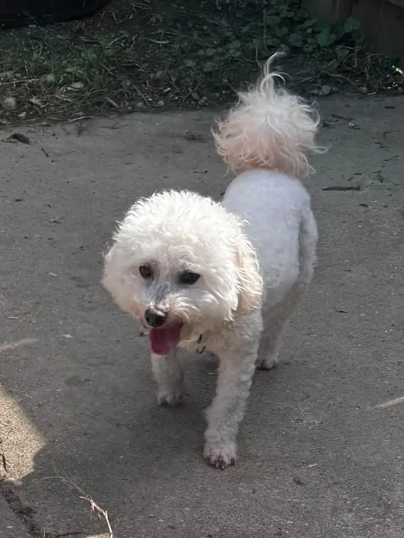 An adult small-sized male Bichon Frise dog named Hot Sauce for adoption in Milwaukee, WI