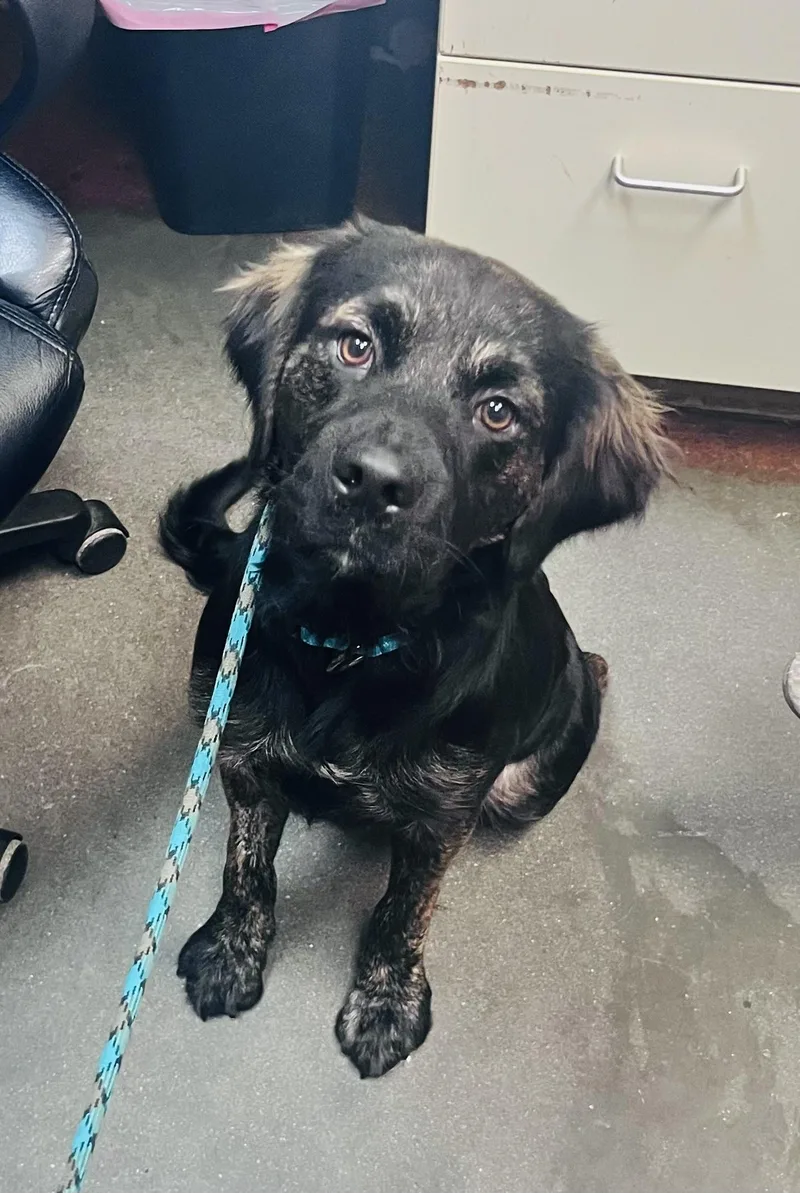 A young large-sized male Shepherd dog named Ruger for adoption in Council Bluffs, IA