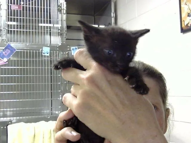 A baby small-sized male Domestic Short Hair cat named A for adoption in Pasadena, TX
