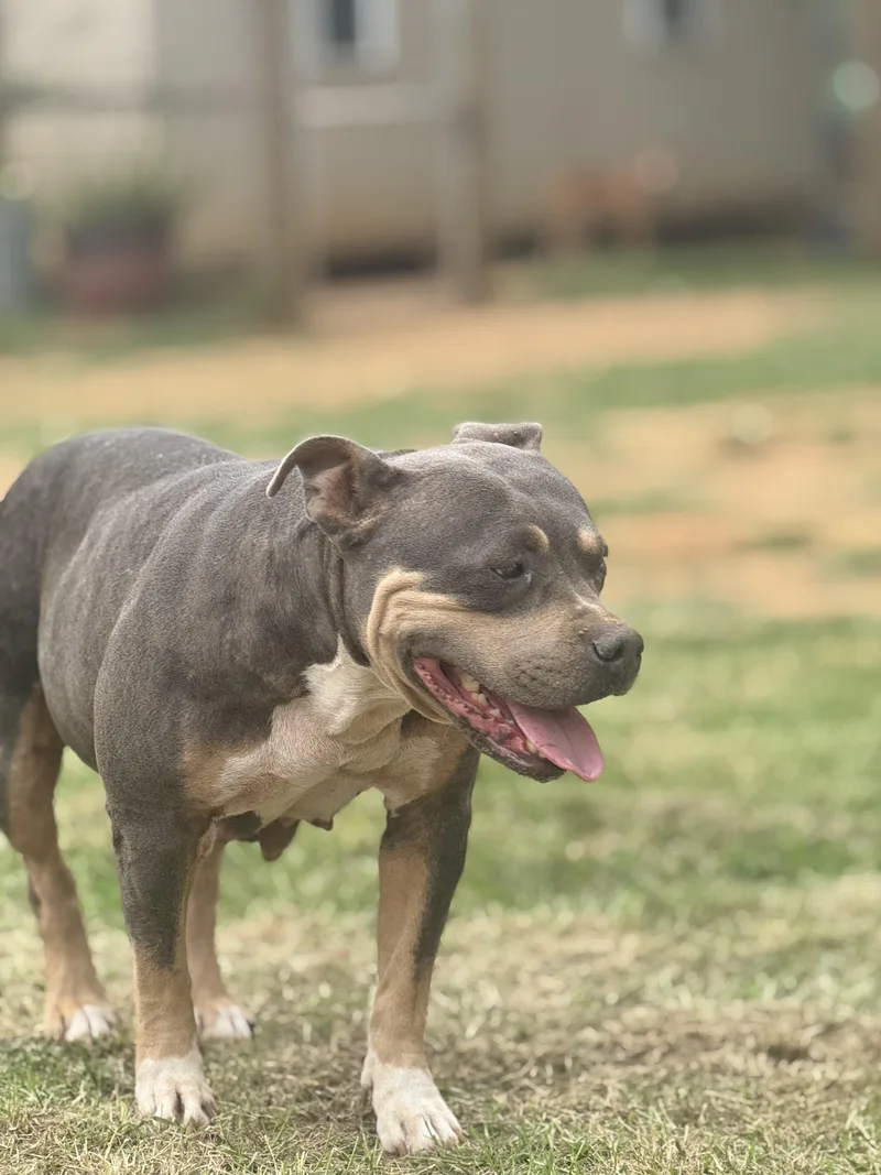 An adult medium-sized female Gray / Blue / Silver Pit Bull Terrier dog named Mamacita for adoption in Seguin, TX