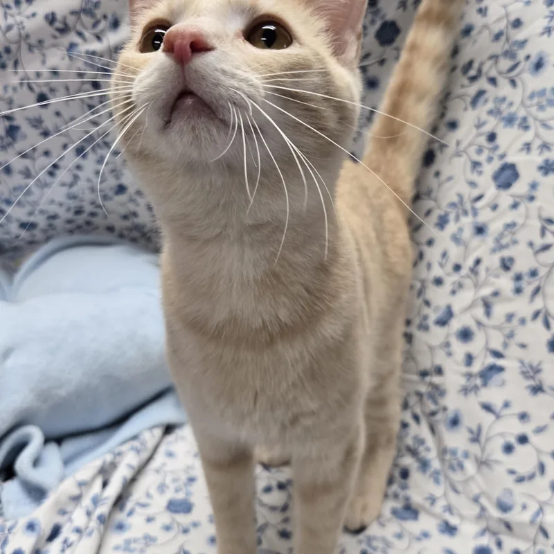 An adult medium-sized male Buff / Tan / Fawn Domestic Short Hair cat named McIntosh for adoption in Richmond, KY