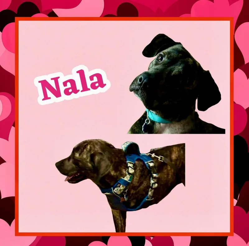 Nala thumbnail 5