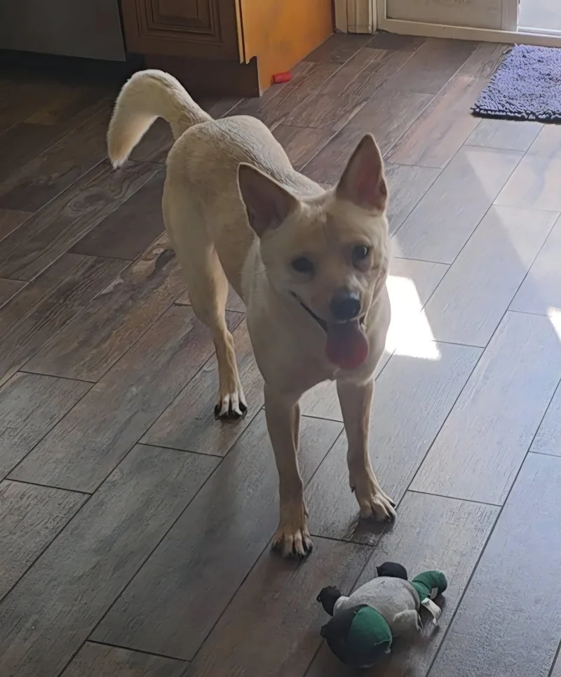 An adult medium-sized female Carolina Dog dog named Lizzie for adoption in Lakeside, CA