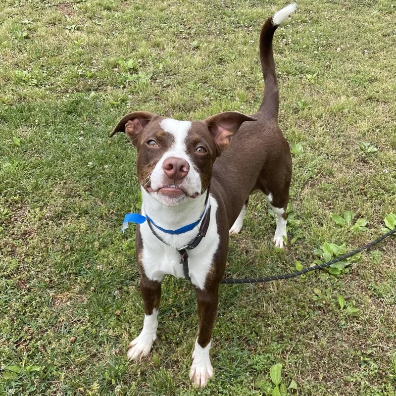 An adult medium-sized male Brown / Chocolate Mixed Breed dog named Rilo for adoption in Chattanooga, TN
