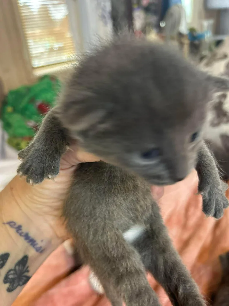 A baby medium-sized female Gray / Blue / Silver Domestic Short Hair cat named Boa for adoption in hinckley, IL