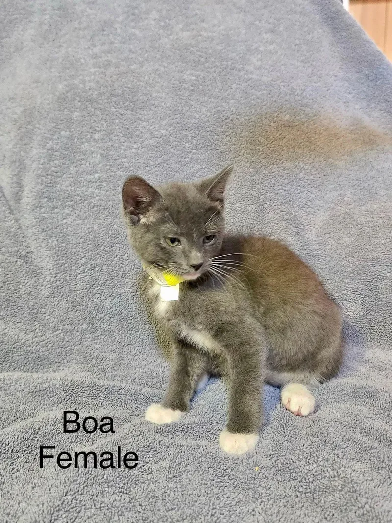 Boa thumbnail 2