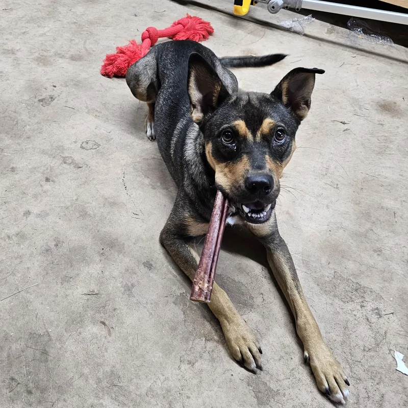 A young medium-sized female Tricolor (Brown, Black, & White) Shepherd dog named Scout Ready for for adoption in League City, TX