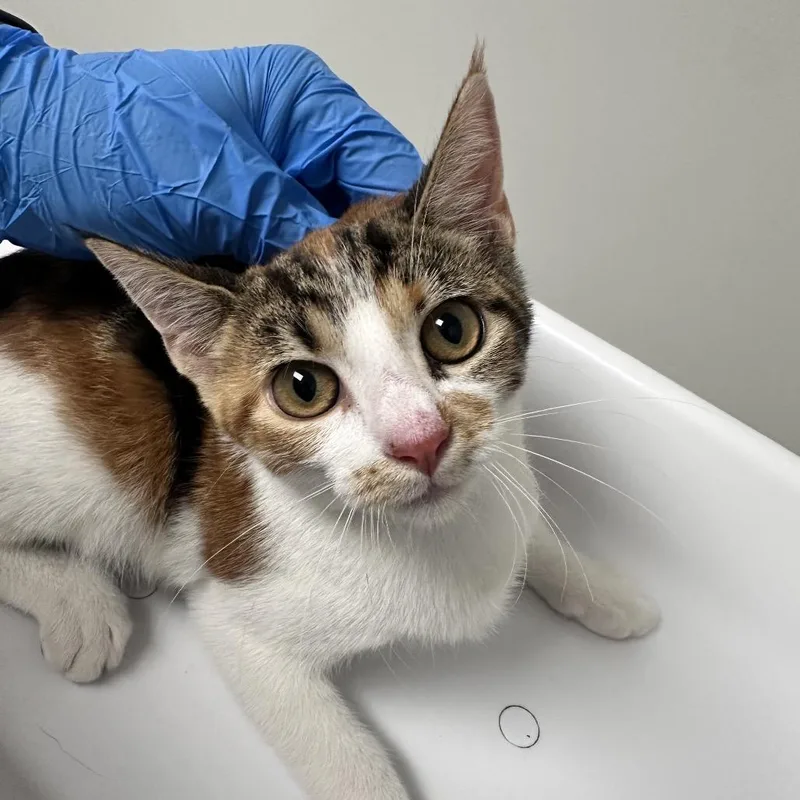 A baby small-sized female Calico Domestic Short Hair cat named Winifred for adoption in Concord, NC