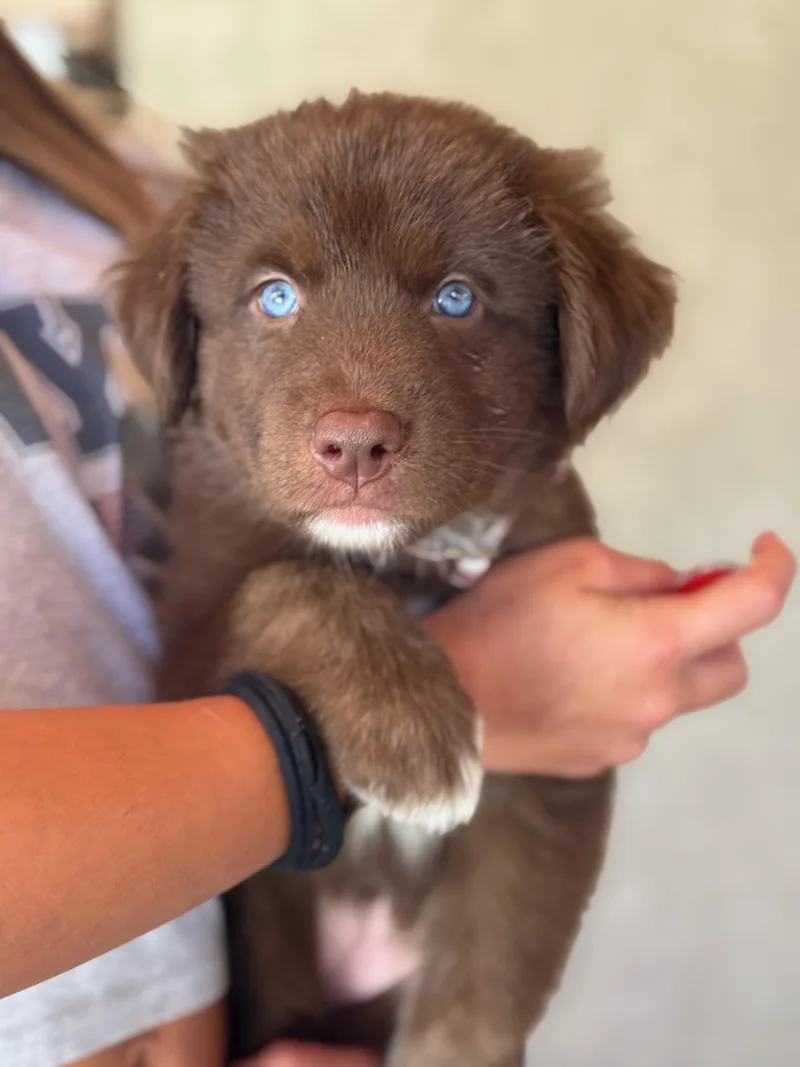 Ember