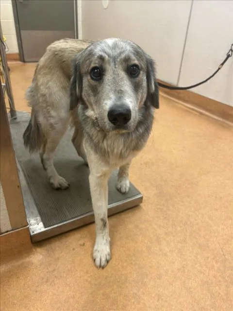 A young large-sized male Great Pyrenees dog named Gold for adoption in Martinez, CA