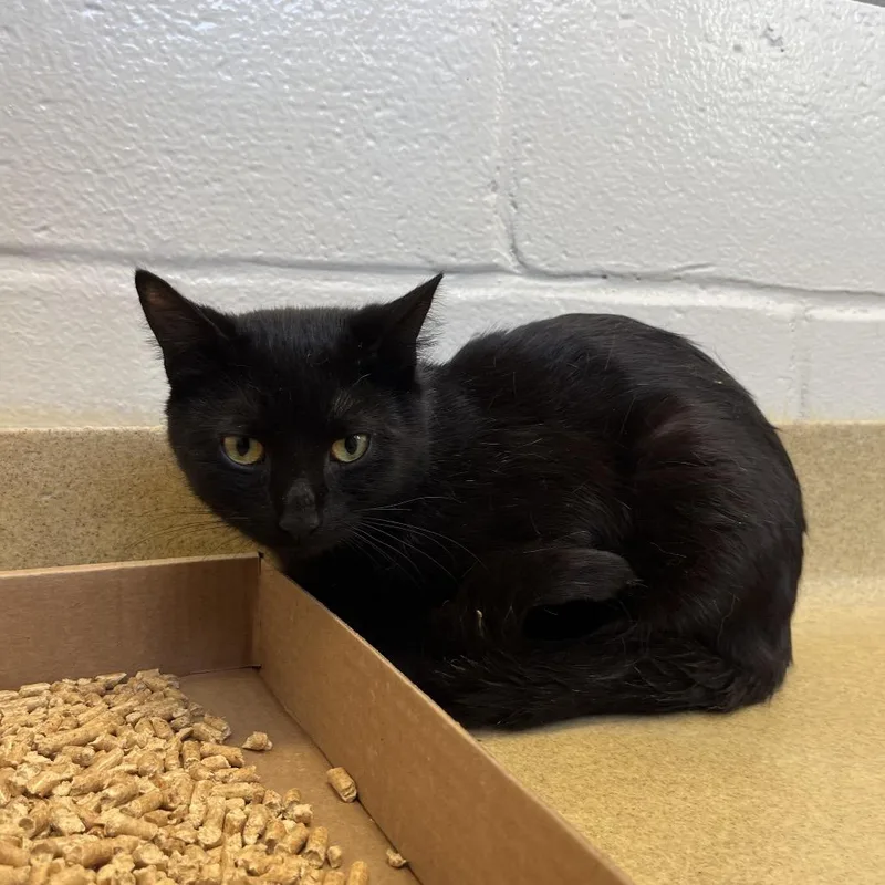 An adult medium-sized male Black Domestic Short Hair cat named Lebanon for adoption in Birdsboro, PA