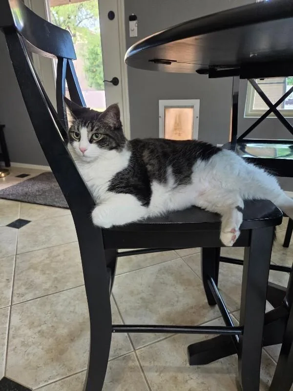 An adult medium-sized male Gray & White Tabby cat named Banderas  Enclave Litter for adoption in Anthem, AZ