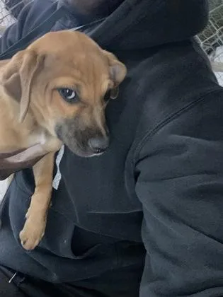 A baby small-sized male Labrador Retriever dog named Tikka for adoption in Gainesville, FL